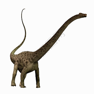 Diplodocus是侏罗纪时代的恐图片