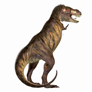 霸王龙是白垩纪的大型肉食恐龙图片