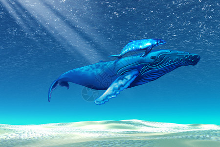 一只母驼鲸牛在热带水域图片