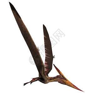 Pteranodon是北美晚白鲸背景图片