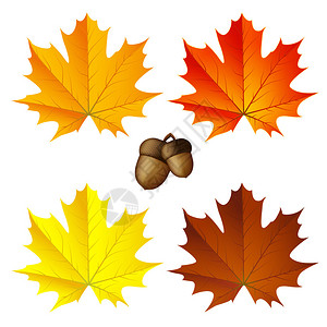 五颜六色的秋天枫叶和橡子图片