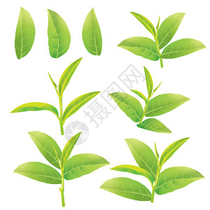 绿茶的花和叶图片