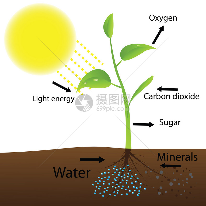 光合作用方案Vect图片