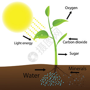 足太阳膀胱经光合作用方案Vect插画