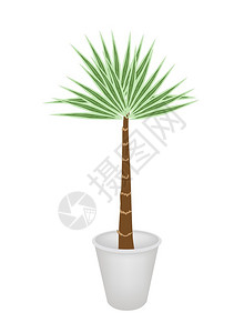 花果中一棵棕榈树的花园装饰画插图LivistonaRotundi图片