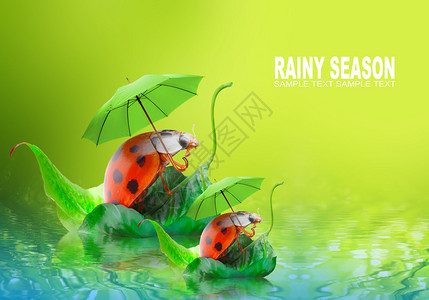 自然界的有趣照片小雨伞虫图片