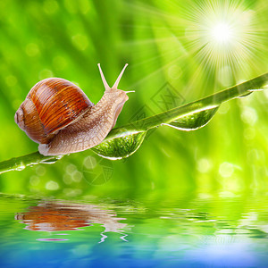 诺伊滑稽的一张照片快速蜗牛插画