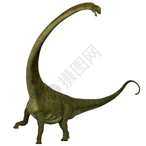 马门奇龙是侏罗纪时期后植物食高清图片
