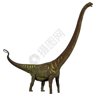 马门奇龙是侏罗纪时期后植物食高清图片