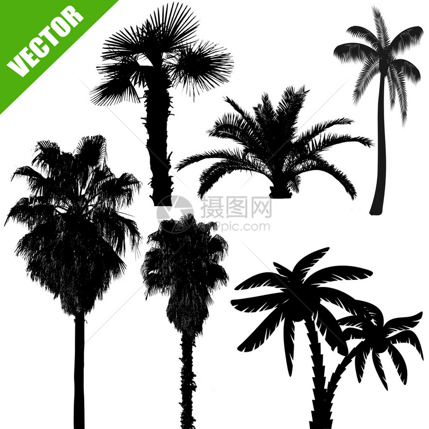 白色背景上的棕榈树轮图图片