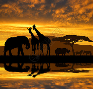 日落时的太阳大象长颈鹿图片