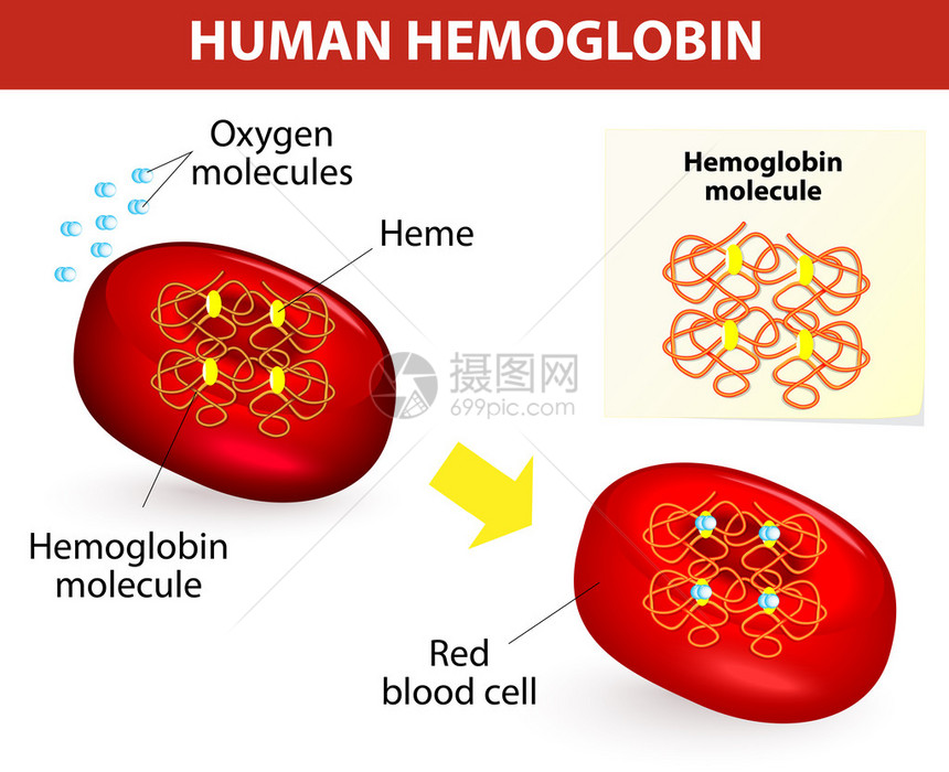 人血红蛋白分子的结构矢量图血红蛋白是红细胞中携图片