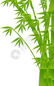 白色背景上的竹子插图图片