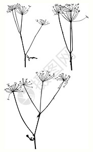 干燥后出在白色背景上分离出一组干燥的秋季植物的插图插画