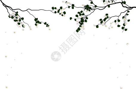 插图与孤立的白色背景上的樱桃树花图片