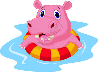 Hippo漂浮在游泳池中一个充气圆图片