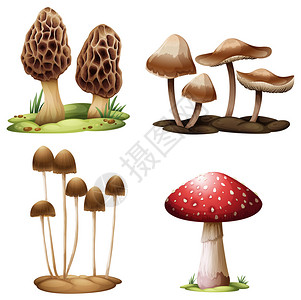倒挂金钟属植物白色背景的蘑菇插图infowha设计图片
