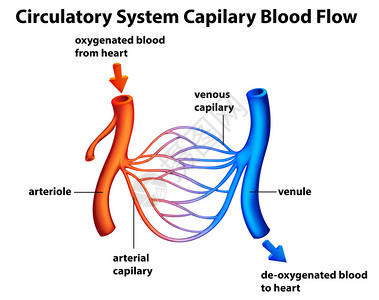小动脉循环系统的插图白色背景上的设计图片