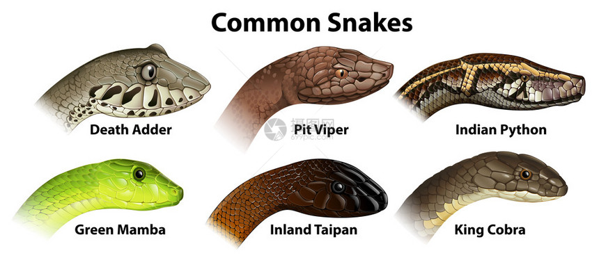 白色背景上常见蛇的插图图片