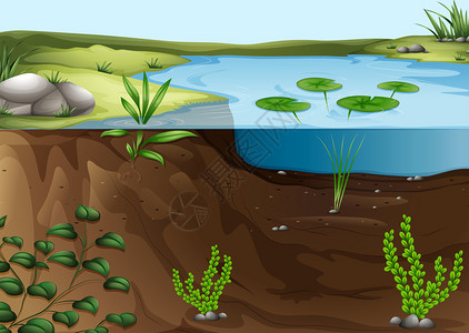 关于池塘生态系统图片