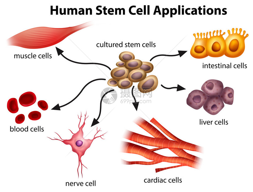 白色背景的人类Stem细胞应用程序图片