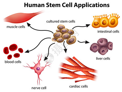 stem白色背景的人类Stem细胞应用程序插画