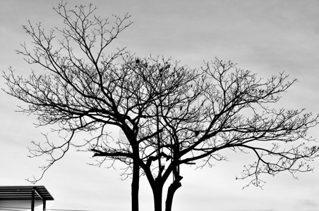 Sillouettes中树的形状高清图片
