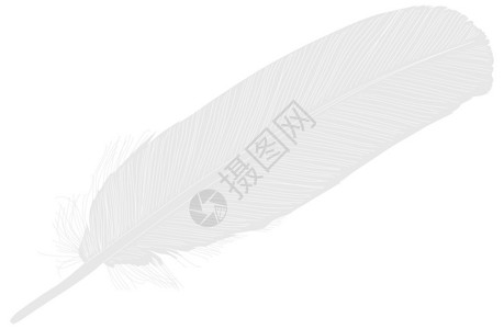 白色背景上单根羽毛的插图插画