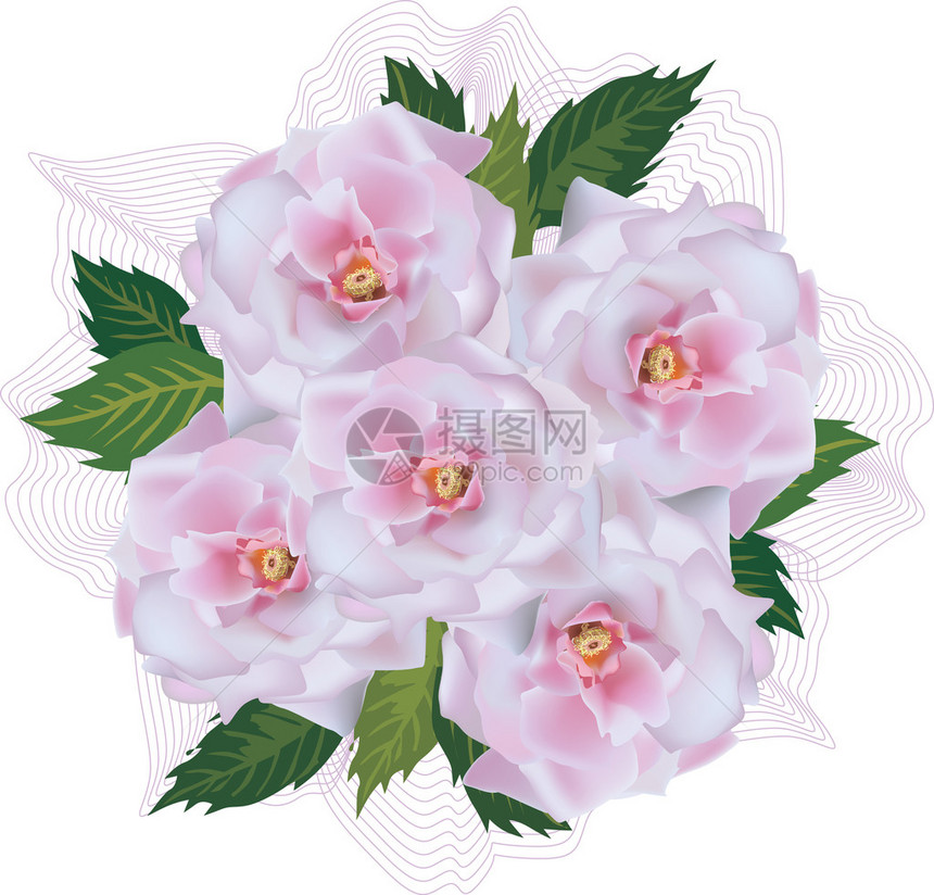 插图与孤立的白色背景上的浅玫瑰图片