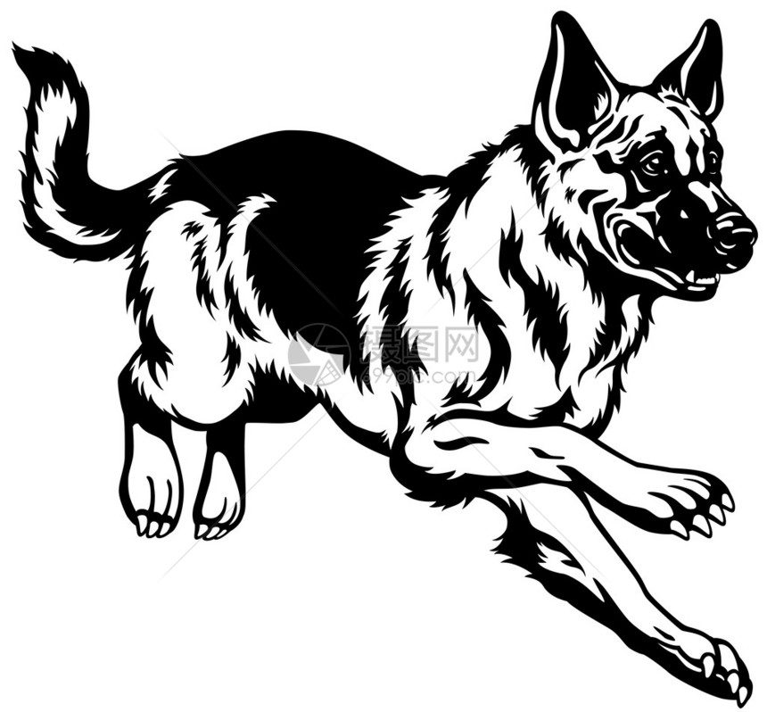 狗德国牧羊犬黑白插图图片