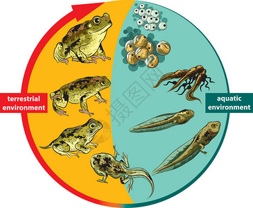 青蛙的生命周期图片