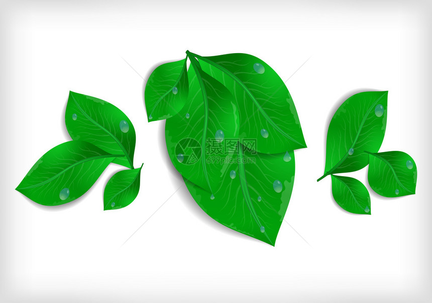 绿叶束与水滴分离的插图图片