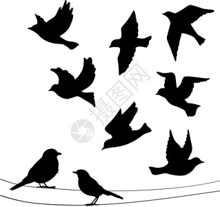 卤乳鸽一组鸟的轮廓插画