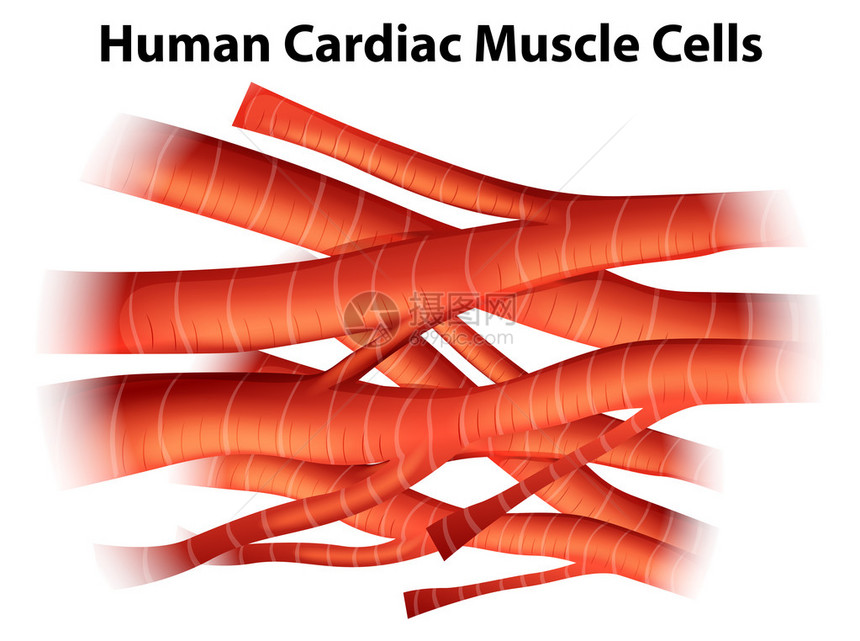 白色背景的人类心脏肌肉细胞插图图片