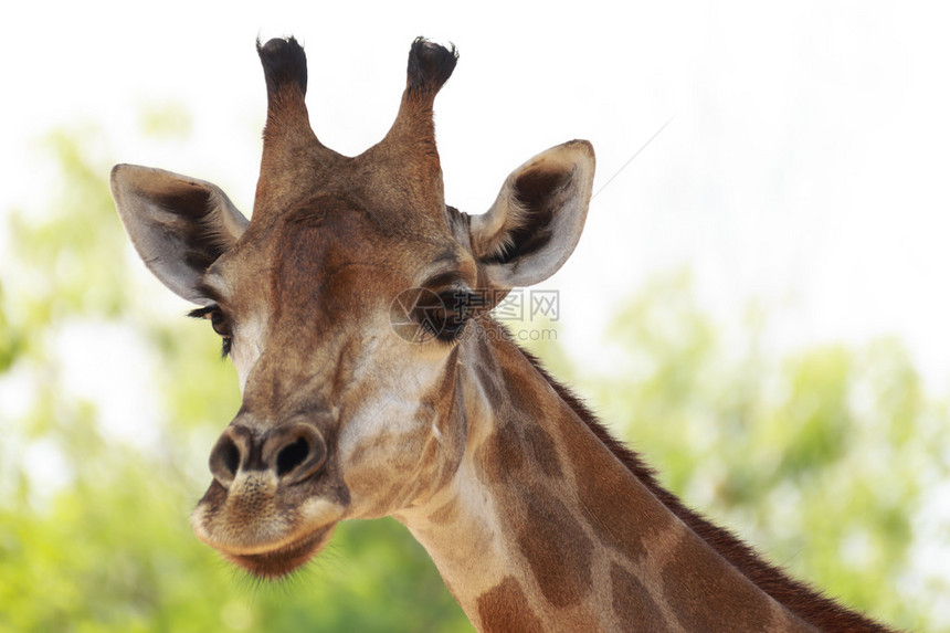 哺乳动物Giraffidae反刍动物是一种具有高脖子和长腿的动物图片