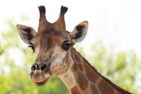 旅游精选2013哺乳动物Giraffidae反刍动物是一种具有高脖子和长腿的动物插画