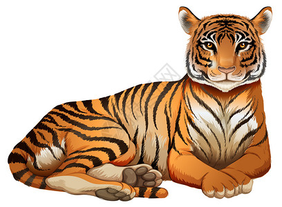 底格里斯白色背景上的老虎插图插画