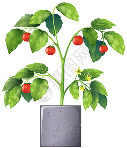 番茄红素白色背景的番茄植物插画