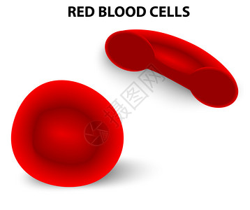 红细胞红细胞在图中图片
