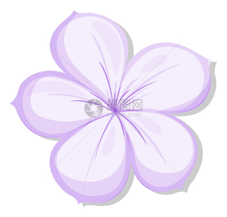 白色背景的五块紫花插图图片