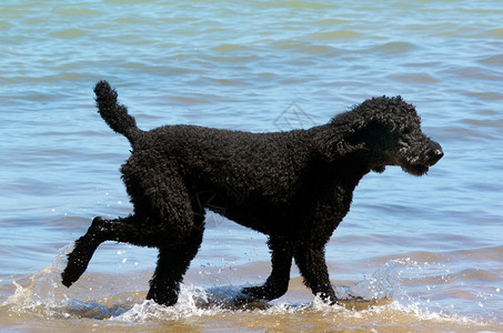 晨起散步黑贵宾犬在沙滩上的水中行走插画