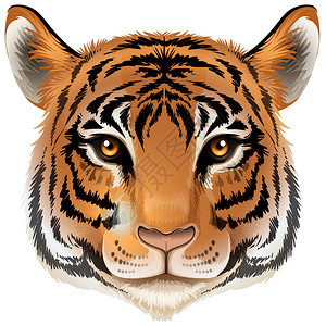 白色背景上的老虎头插图背景图片