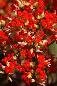 仙人掌花图片