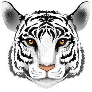 巴里卡萨白色背景上的老虎头插图插画