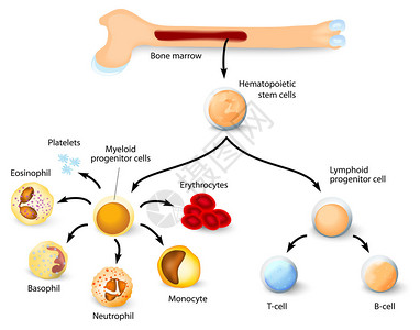 特吉塞血细胞的形成与红骨髓中血型干细胞的区别不同插画
