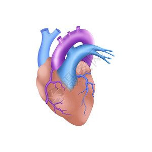 人类心脏的插图图片