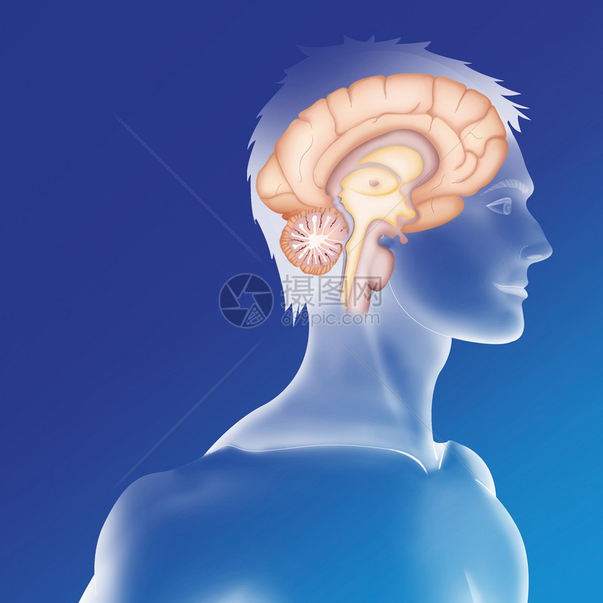 蓝色背景的人类大脑插图片