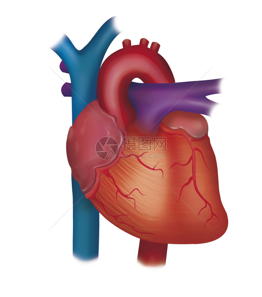 心脏系统图解图片