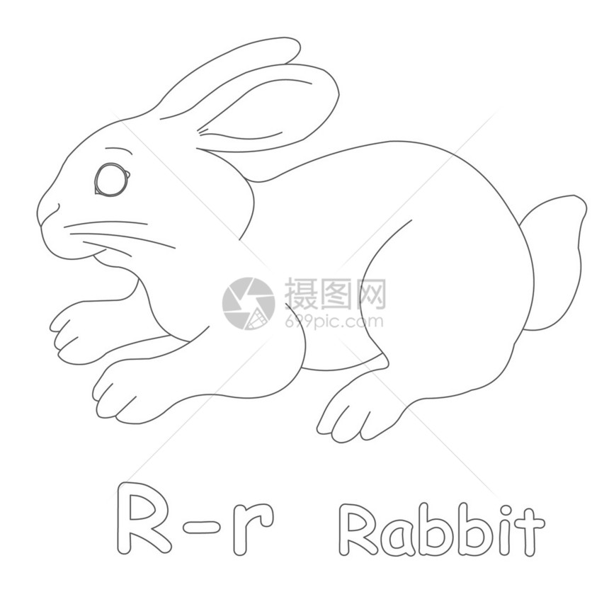 R兔子彩页图片