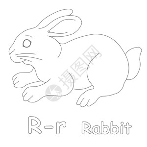 R兔子彩页图片